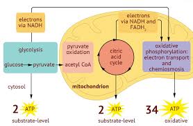 Cellular Respiration Diagram Quizlet