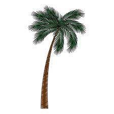 100 000 Palm Tree Flat Vector Images