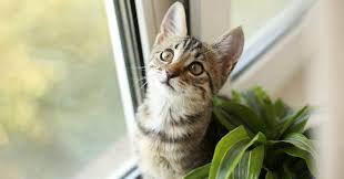 What Cat Friendly Plants Can I Have In
