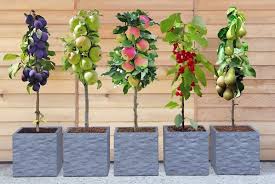 Mini Patio Fruit Trees Voucher