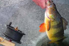 5 Baits For Winter Yellow Perch And How