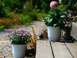 Container Garden Ideas Best Flowers