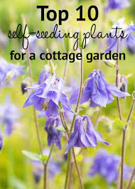 Cottage Garden Plants