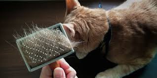 How To Reduce Cat Shedding In 9 Simple