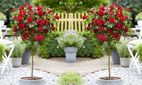 Two Patio Or Large Rose Trees Groupon