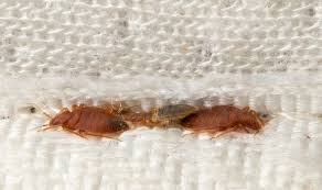 7 Warning Signs You Have Bed Bugs And