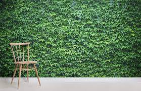 Green Ivy Foliage Wallpaper Mural