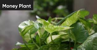 5 Vastu Plants For The Home To Increase