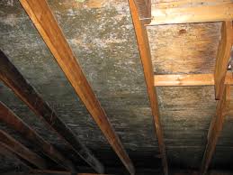 attic mold reation experts attic