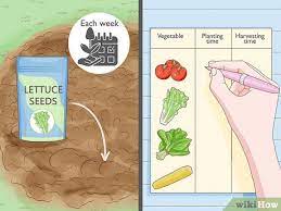How To Start A Vegetable Garden 15