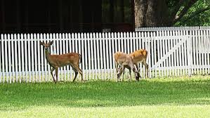 Deer Fence Deer Proof Fence