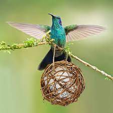 Hummingbird Nest Globe Hummingbird