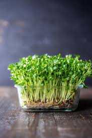 How To Grow Microgreens