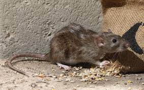 How Dangerous Are Brown Rats In Huntsville
