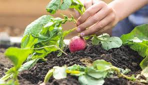 Easiest Superfoods To Grow In Your Garden