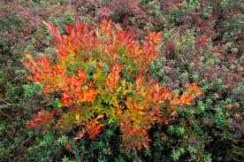 Peat Bog Plants Stock Image E600