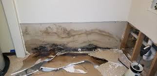 Signs Of Mold In A House Experts