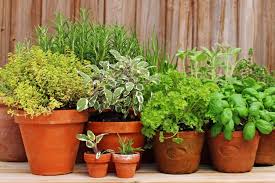 Delicious Herb Garden In Containers