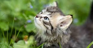 Plants Safe For Cats Cat Friendly