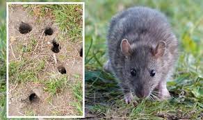 Deter Rats From Nesting Outside