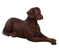 Labrador Dog Lying Chocolate