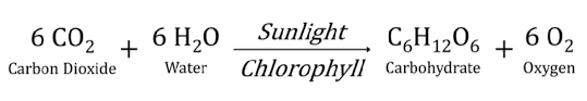 The Chemical Equation Of Photosynthesis