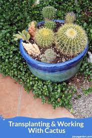 Transplanting Cactus A Mixed Planting