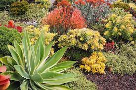 A Colorful Succulent Garden To Copy