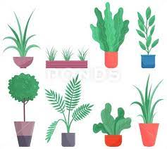 Set Of Decorative Indoor Plants In