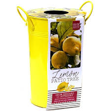 Reviews For Meyer Lemon Tree Pg 1