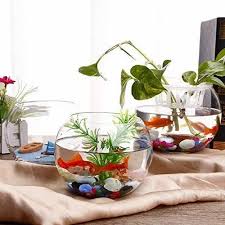 Transpa Terrarium Glass Fish Bowl