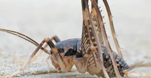Camel Cricket Vs Spider Cricket A Z