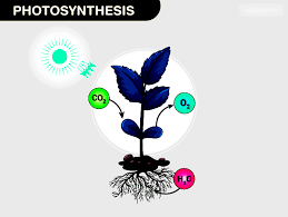 Early Experiments On Photosynthesis