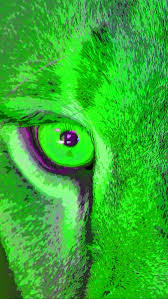 Lion Eye Images Search Images On