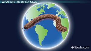 Millipede Facts Types Habitat