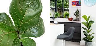 The Legendary Fiddle Leaf Fig The