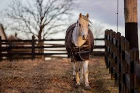When To Blanket Your Horse Horseclass