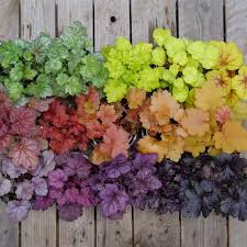 15 Dog Friendly Plants For Your Garden