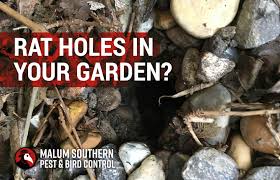 Found Rat Holes In Your Garden Find