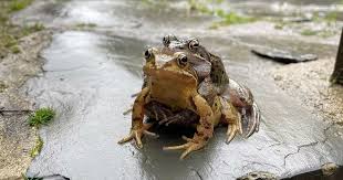 Frisky Frogs Give Devon Pub Visitors