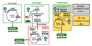 Photosynthesis Geeksforgeeks