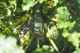 Organic Zucchini On Green Branchurban