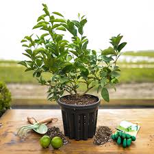 Dwarf Key Lime Tree