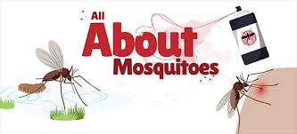Mosquito Ecology Ask A Biologist