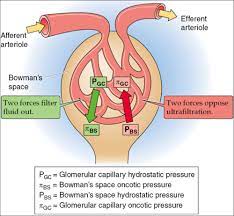 Renal Blood Flow And Glomerular
