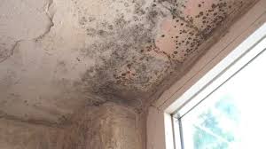 Black Mold In House On Walls Ceiling
