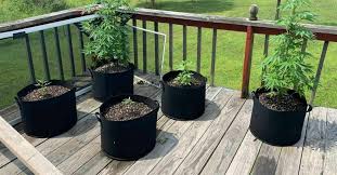 Pot For Autoflower Cans Seeds