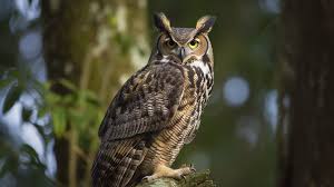 Horned Owl Background Image