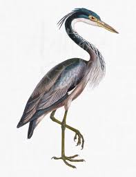 Png Bird Clipart Black Headed Heron