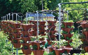 Squamish Start Up S Vertical Gardening